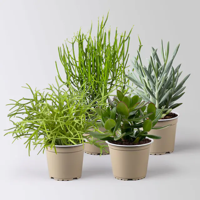 Grünpflanzen-Set Sukkulentenfreude, Topf-Ø 12/13 cm, 4 Pflanzen