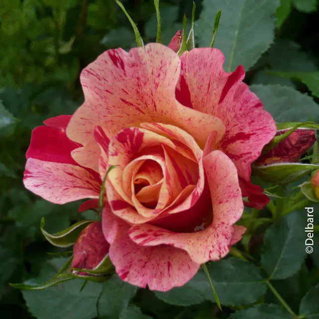 Französische Rose 'Edgar Degas'®, Topf 5 Liter