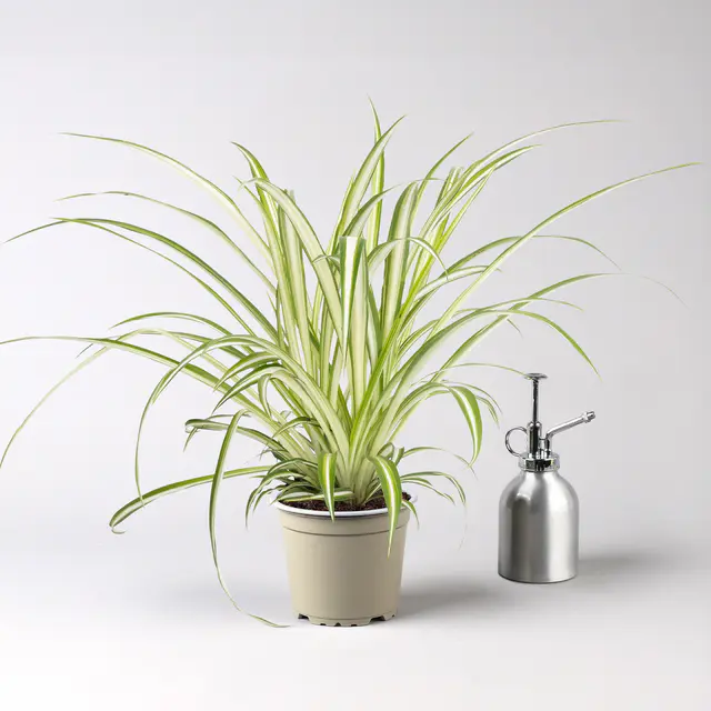 Grünlilie 'Variegatum', grün-weiß, Topf-Ø 12 cm, 2 Pflanzen
