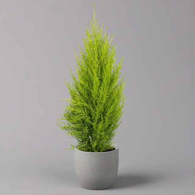 Zimmerzypresse 'Goldcrest Wilma', Topf-Ø 13 cm, 3er-Set