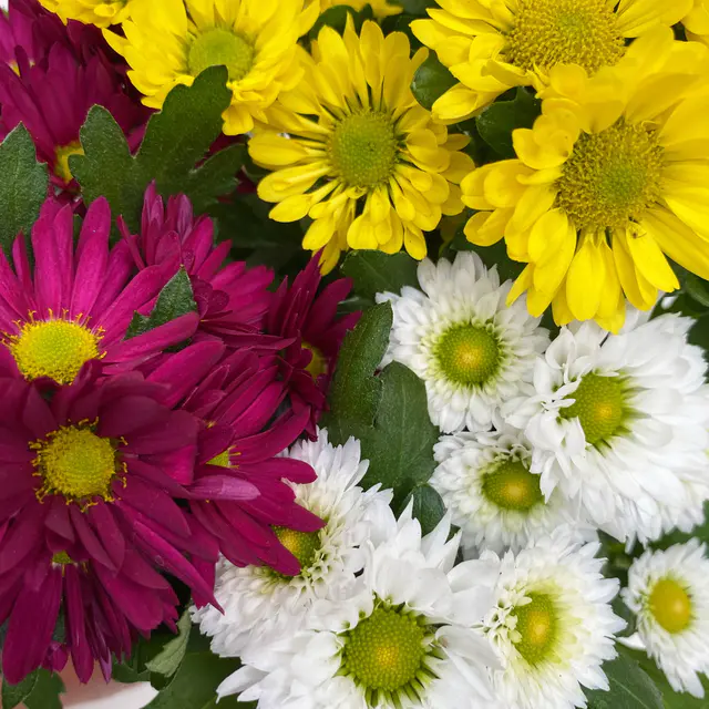 Chrysanthemen 'Swifty' Trio, weiß, gelb und dunkelrot, Topf-Ø 12 cm, 6 Pflanzen