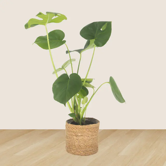3er-Set Ananas, Monstera & Peperomia — Bild 2