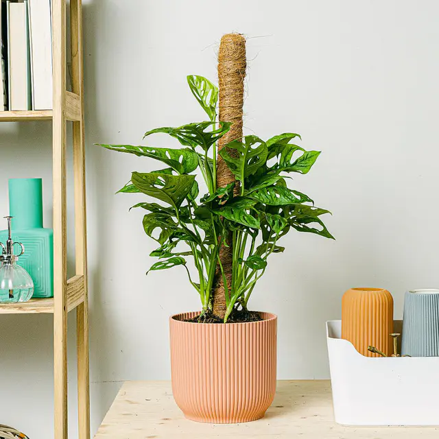 Monstera adansonii