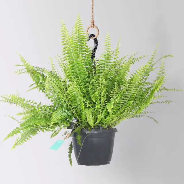 Schwertfarn 'Green Lady', Ampeltopf-Ø 17cm