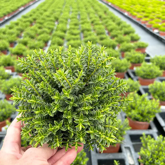Strauchveronika 'New Zealand', 3er-Set, Topf 12 cm Ø