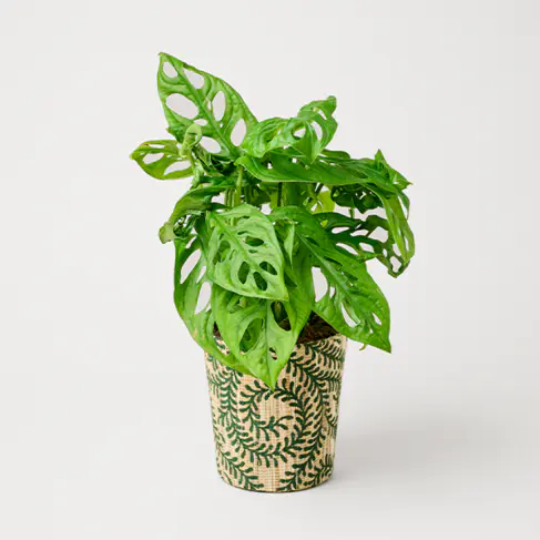 Monstera im Rankentopf