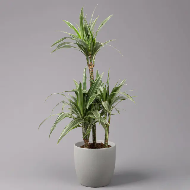 Duftender Drachenbaum 'Warneckii', Topf-Ø 21 cm, Höhe ca. 115 cm