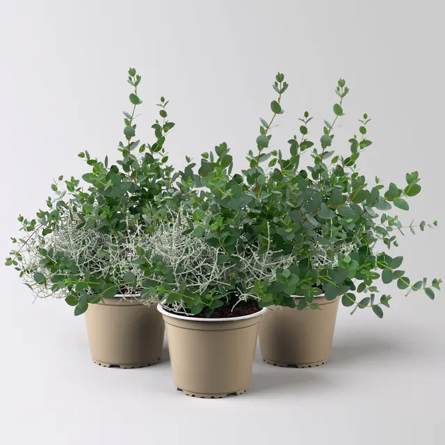 Silberdraht & Eukalyptus, Topf-Ø 13 cm, 3 Pflanzen