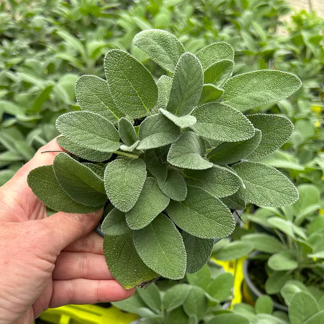 Bio Salbei großblättrig, Topf-Ø 12cm