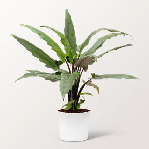 Pfeilblatt (Alocasia Lauterbachiana)