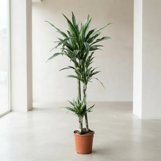 Dracaena