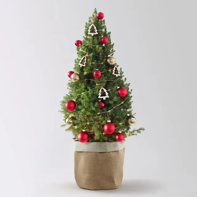 Weihnachtsbäumchen inkl. Deko, rot-gold, Höhe ca. 80 cm, Topf-Ø 25 cm
