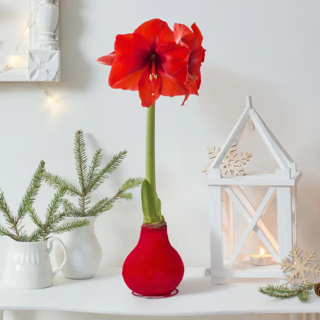 Amaryllis in Wachs XL, Dekor 'Velvet Rot', Blüte rot, 2 Pflanzen