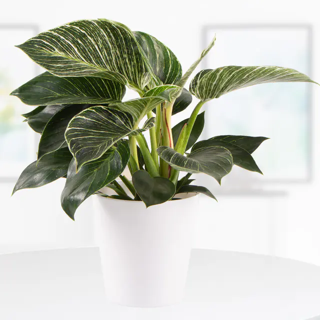 Philodendron + gratis Topf | White Wave