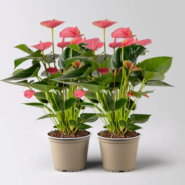 Flamingoblume 'Pink Champion', pink, Topf-Ø 14 cm, Höhe ca. 50 cm, 2 Pflanzen