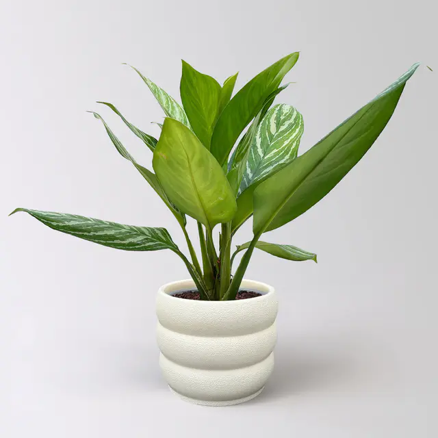 Aglaonema 'Stripes', Topf-Ø 17 cm, Höhe ca. 50 cm, inkl. Keramikübertopf Byron