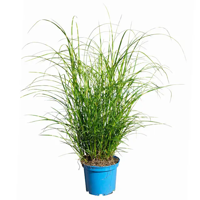 Bio Zebragras 'Little Zebra', Topf 3 Liter