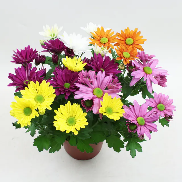 Chrysanthemen 'Quintett', bunt, Topf-Ø 14 cm, 4 Pflanzen