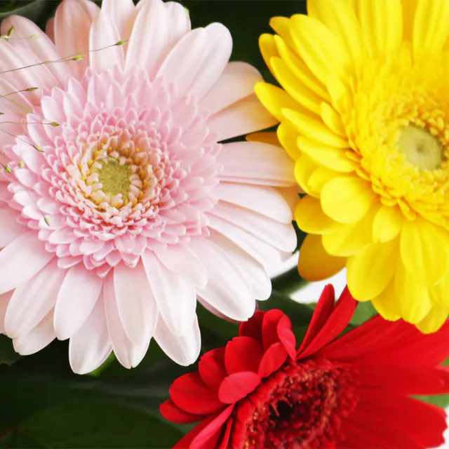 Blumenstrauß Bunte Gerbera — Bild 2