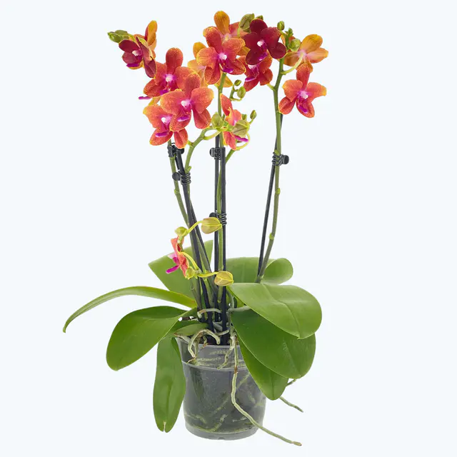 Phalaenopsis Duftorchidee Bolgheri mit orangen Blüten und 3 Rispen