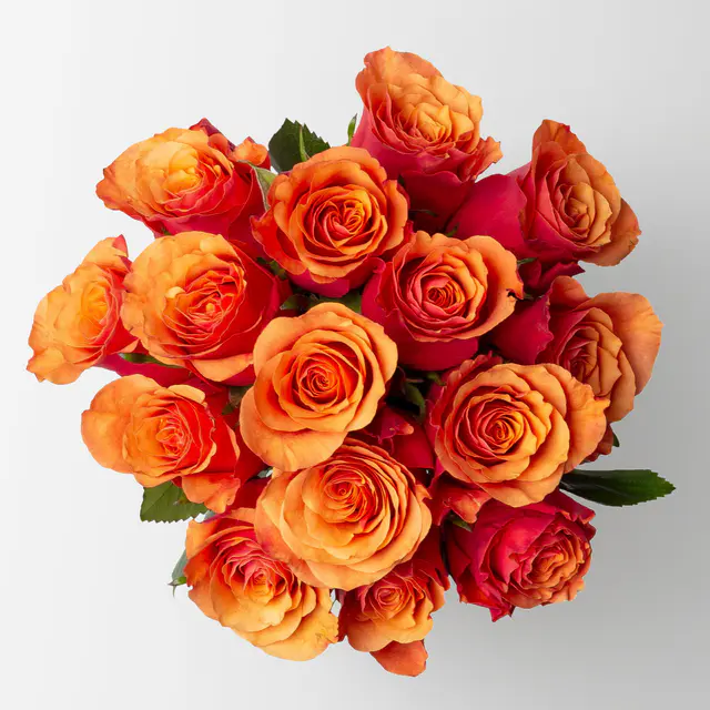 15 orange/rote Rosen 'Espana'