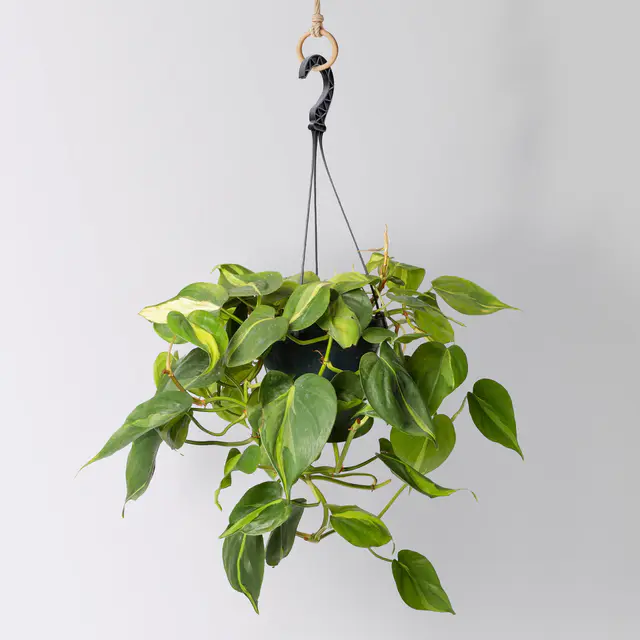 Philodendron 'Brasil', in Blumenampel, Topf-Ø 15 cm