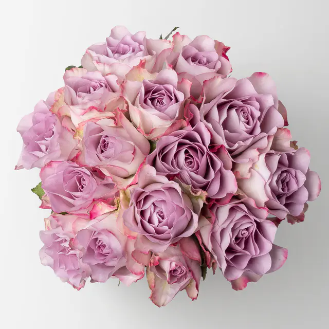 15 lila Rosen 'Memory Lane'