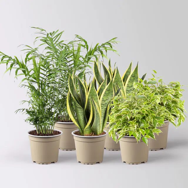 Grünpflanzen-Set Guter Schlaf grün-gelb, Topf-Ø 12 cm, 6 Pflanzen