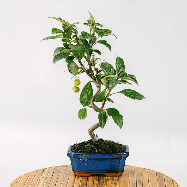 Bonsai 7 Jahre alt Malus sp