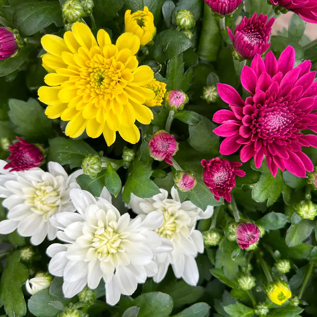 Chrysantheme Trio 'Double Carneval', weiß-gelb-lila, Topf-Ø 12cm, 6 Pflanzen