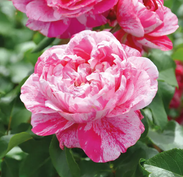 Kletterrose 'Colibri Farbfestival®', pink - weiß gestreift, Topf 5 Liter