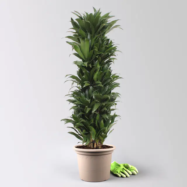 Drachenbaum 'Compacta', Topf-Ø 30 cm, Höhe ca. 130 cm