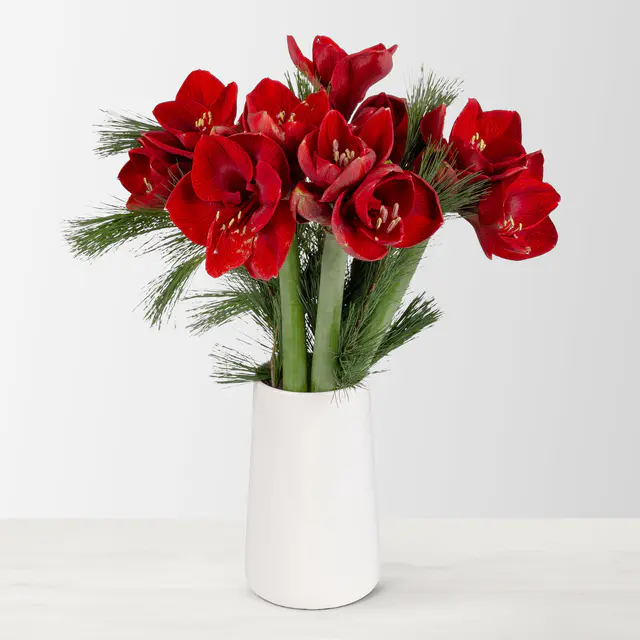 Schnittblumen-Mix aus 5 weihnachtsroten Amaryllis & 5 Seidenkiefer