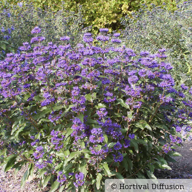 Bartblume 'Grand Bleu'® dunkelviolettblau, Topf-Inhalt 5 Liter