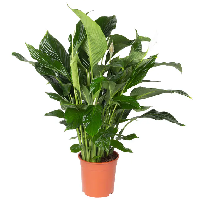 Einblatt 'Sweet Silvana', Topf-Ø 24 cm, Höhe ca. 90 cm