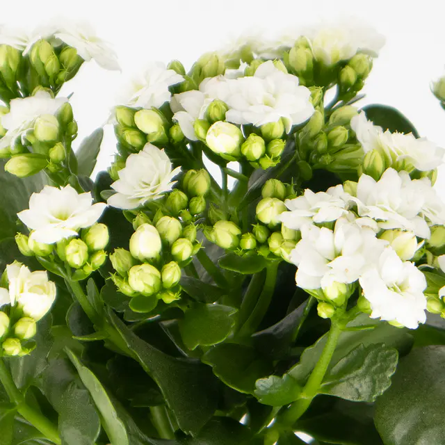 Weißes Flammendes Käthchen + gratis DUO-Topf — Bild 2