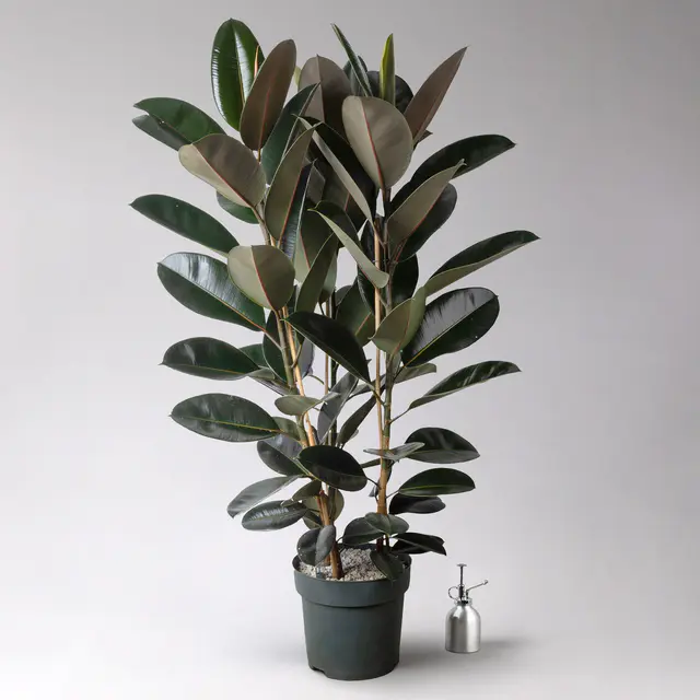 Gummibaum 'Mandela', Topf-Ø 30 cm, Höhe ca. 120 cm, inkl. Bewässerungssystem