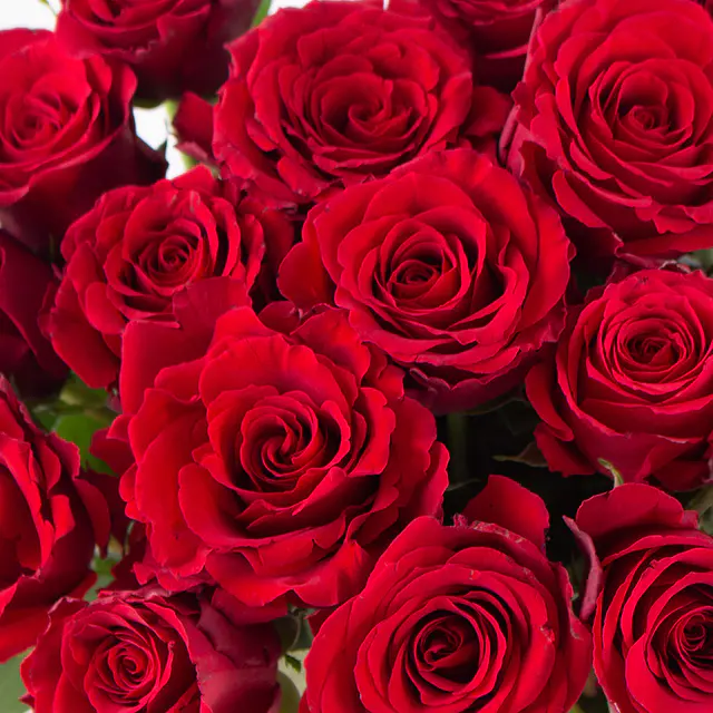20 Rote Rosen (40cm) — Bild 2