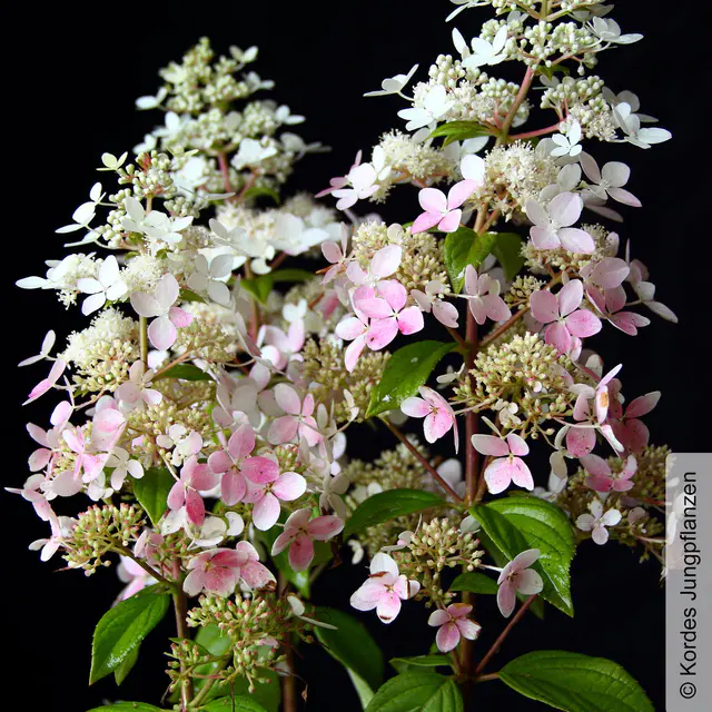 Rispenhortensie 'Confetti'®, Hydrangea paniculata, weiß, 3er-Set, Topf 5 Liter