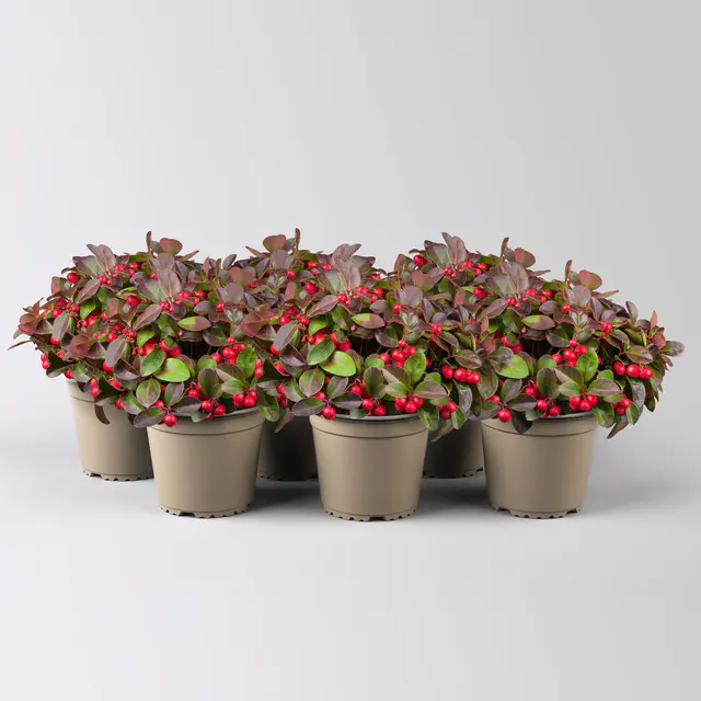Scheinbeere, Topf-Ø 13 cm, 6 Pflanzen