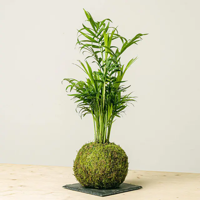 Kokedama Bergpalme