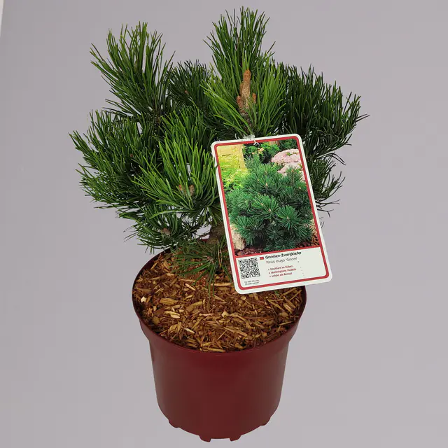 Zwergkiefer 'Gnom', Höhe 25-30 cm, Topf 4 Liter, 2er-Set