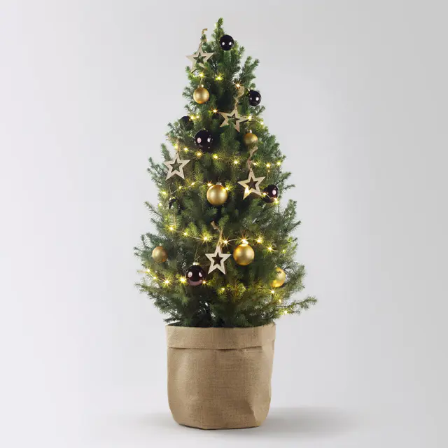 Weihnachtsbäumchen inkl. Deko, braun-gold, Topf-Ø 25 cm, Höhe ca. 100 cm
