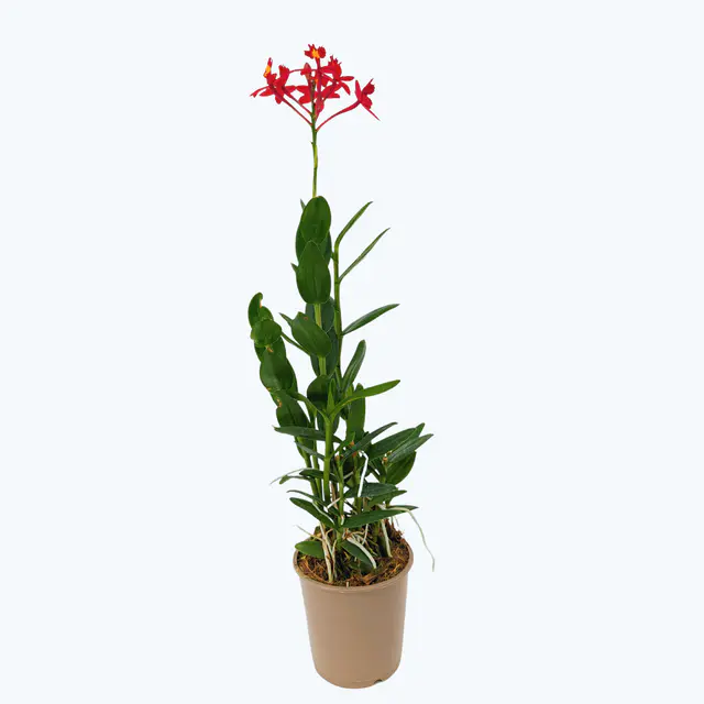 Epidendrum Nordic Fire Dauerblüher mit roten Blüten und 1 Rispe