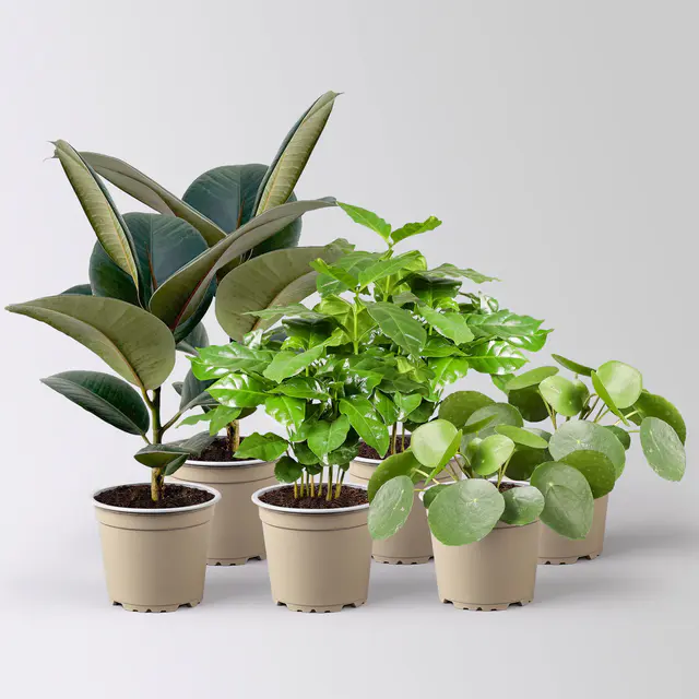 Grünpflanzen-Set Grüner Glanz, Topf-Ø 12 cm, 6 Pflanzen