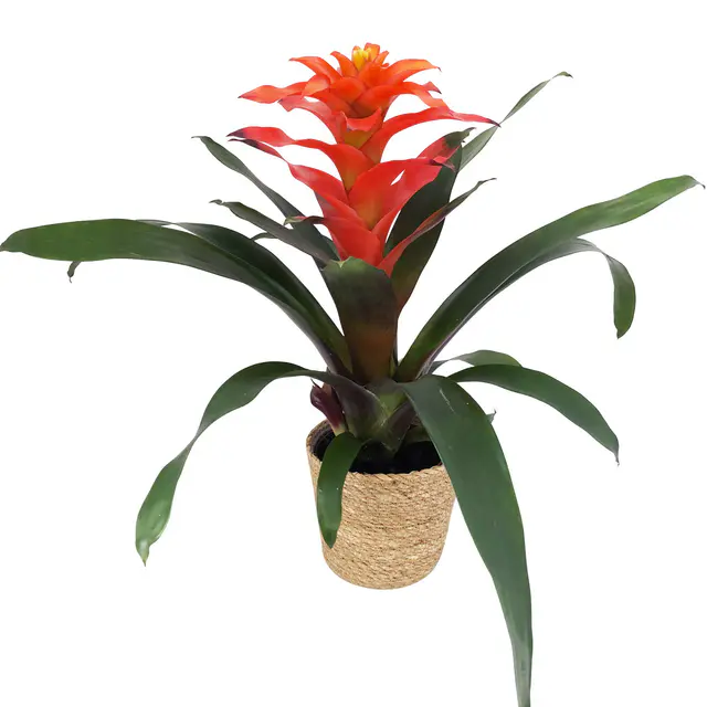 Guzmanie 'Fiero', orange, Topf-Ø 12 cm, mit Korb Maki, Höhe ca. 50 cm