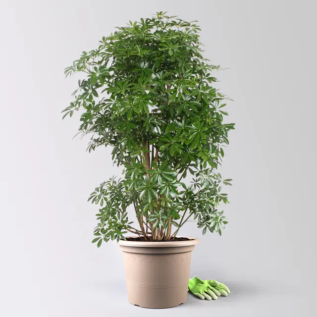 Schefflera 'Luseana', Topf-Ø 34 cm, Höhe ca. 150 cm