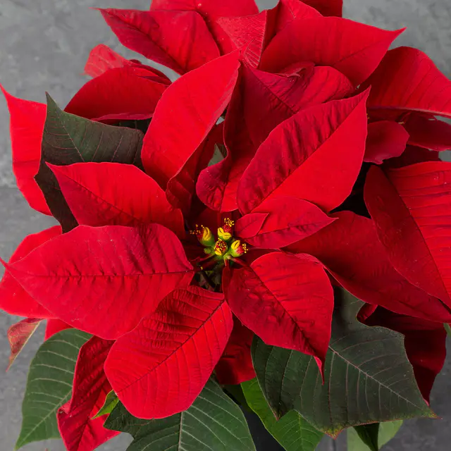 Weihnachtsstern, rot, Topf 10,5 cm Ø, 6 Pflanzen