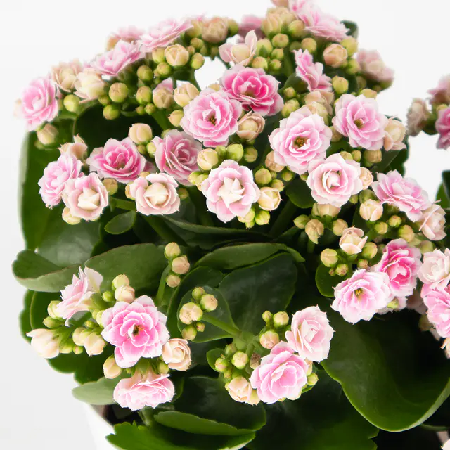 Rosa Flammendes Käthchen + gratis DUO-Topf — Bild 2