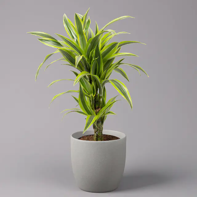 Duftender Drachenbaum 'Lemon Lime', Topf-Ø 21 cm, verzweigt, Höhe ca. 70 cm